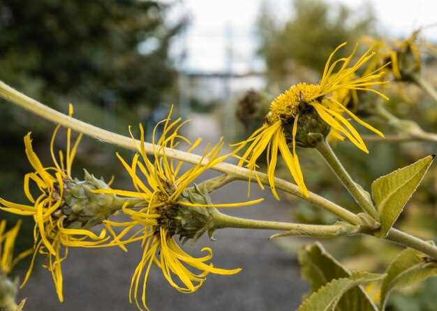 Bupropion vs st john’s wort